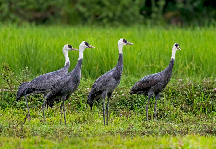 Sếu mũ trùm (Grus monacha) dài 1 mét, sinh sản ở Đông Siberia, trú đông tại Trung Quốc, Triều Tiên và miền Nam Nhật Bản. Chúng có màu sắc dễ nhận biết với thân xám, đầu và phần trên cổ màu trắng, trên mắt có mảng da trụi màu xám.