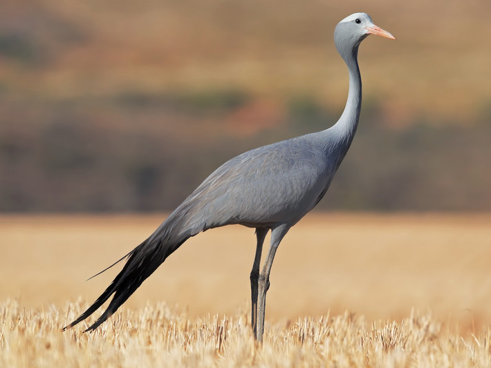 Sếu lam (Anthropoides paradiseus) dài 1-1,1 mét, sinh sống ở châu Phi. Lông cánh của loài này dài và vắt về phía sau trông như lông đuôi. Khi không sinh sản, chúng sống du cư, thường lui tới các vùng ven hồ, đồng cỏ và đất trồng.