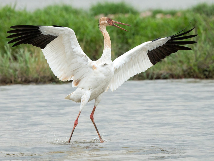 Sếu Siberia (Grus leucogeranus) dài 110-130 cm, sinh sản ở Siberia, trú đông ở Trung Quốc và Trung Á. Đây là loài nguy cấp thứ hai trong họ Sếu, với số lượng không quá 4.000 cá thể trong tự nhiên.