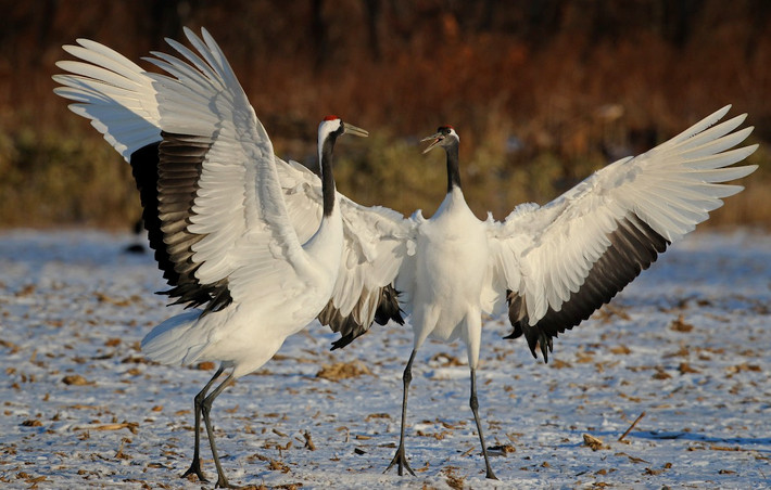 Sếu Nhật Bản (Grus japonensis) dài 1,4-1,5 mét, trú đông ở Đông Á, sinh sản ở Siberia. Là loài sếu nặng nhất, chúng có đầu trọc màu đỏ giống các loài tương cận. Số lượng cá thể của loài này đang suy giảm mạnh trong tự nhiên.