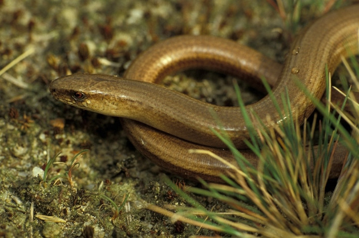 Thằn lằn rắn chậm (Anguis fragilis) dài 1,2 mét, sống ở những sinh cảnh có thực vật ở châu Âu. Chúng thích chui vào các đống phân để kiếm mồi là các loại dòi bọ.