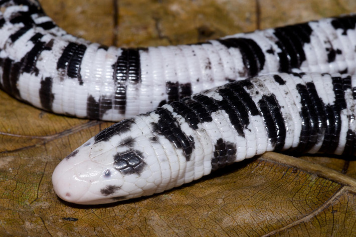 Thằn lằn giun đốm (Amphisbaena fuliginosa) dài 45 cm, sinh sống ở rừng mưa Nam Mỹ. Loài thằn lằn không chân này đào bới thảm lá rụng để tìm con mồi là các động vật không xương sống. Chúng ngoi lên mặt đất trong những trận mưa lớn.