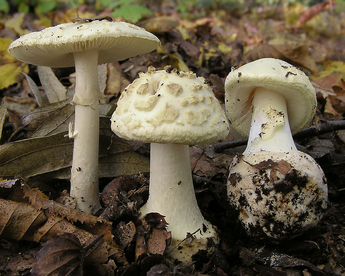 Nấm tán vàng nhạt giả độc (Amanita citrina) dài 5-10 cm, được ghi nhận ở lục địa Á - Âu và miền Đông Bắc Mỹ. Chúng có củ tròn ở gốc và thịt nấm mùi giống khoai tây.
