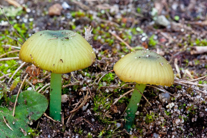 Nấm phiến hồng mùi chuột (Entoloma incanum) dài 1-3 cm, sinh trưởng trên các đồng cỏ chưa cải tạo ở lục địa châu Âu. Loài nấm này có mũ nấm màu xanh sáng, chuyển dần sang màu nâu khi già. Mùi của chúng giống mùi chuột.