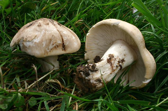 Nấm thánh George (Calocybe gambosa) dài 3-12 cm, thường mọc thành vòng vào cuối mùa xuân ở các bìa rừng thuộc lục địa Á - Âu. Chúng có mùi đất mới rất đậm.