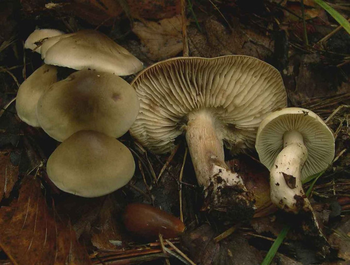 Nấm tán hiệp sĩ mùi xà phòng (Tricholoma saponaceum) dài 4-10 cm, phổ biến trong rừng hỗn giao ở lục địa Á - Âu và Bắc Mỹ. Chúng có màu sắc đa dạng, có mùi giống xà phòng.