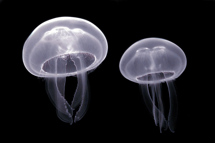 Sứa sen (Aurelia aurita) dài 20-40 cm, phân bố toàn cầu. Chúng có bốn "cánh tay" dài và các xúc tu nhỏ ở rìa. Các cá thể của loài sứa này tụ tập lại để sinh sản gần bờ biển và các polip (chồi) của chúng định cư ở cửa sông.