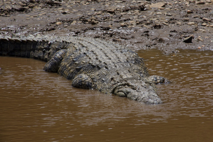 Cá sấu sông Nile (Crocodylus niloticus) dài 5 mét, phân bố rộng ở châu Phi. Loài này chủ yếu sống ở nước ngọt, nhưng cũng được ghi nhận ở vùng ven biển. Thức ăn của chúng đa dạng tùy độ tuổi. Con trưởng thành thường rình rập các loài thú móng guốc lớn.