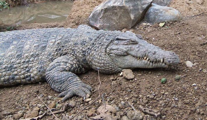 Cá sấu New Guinea (Crocodylus novaeguineae) dài 3 mét, được tìm thấy ở các đầm và hồ nước ngọt phía Bắc của sườn núi chạy dọc trung tâm đảo New Guinea. Từng bị tận diện vào giữa thế kỷ 20, các biện pháp bảo tồn đã khiến loài này phục hồi ấn tượng. Cá là con mồi chủ yếu của chúng.