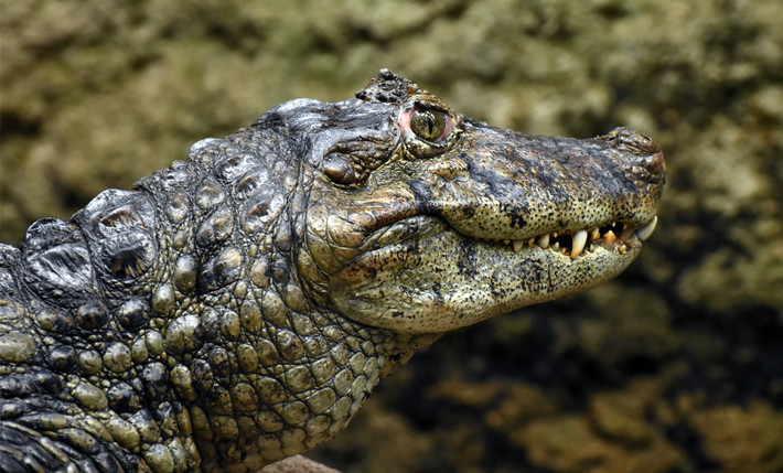 Cá sấu Caiman mõm rộng (Caiman latirostris) dài 3 mét, có mặt ở hầu khắp vùng trung tâm lục địa Nam Mỹ. Loài cá sấu có cái mõm rộng này làm tổ thành ụ. Chúng săn chim và thú.