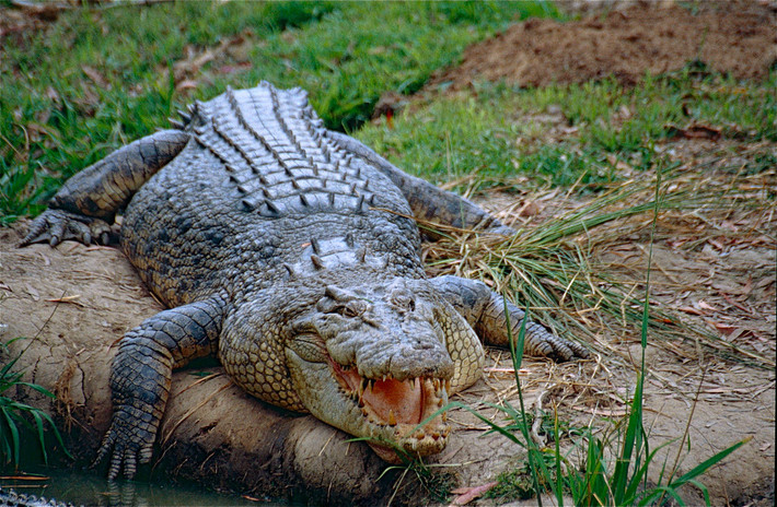 Cá sấu hoa cà hay cá sấu nước (Crocodylus porosus) dài 7 mét, phổ biến ở vùng ven bờ biển Ấn Độ Dương - Thái Bình Dương. Loài bò sát lớn nhất còn tồn tại này có chế độ ăn đa dạng, không chuyên hóa.