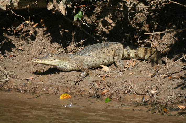 Cá sấu Caiman đeo kính (Caiman crocodilus) dài 2,5 mét, phân bố rộng ở Trung và Nam Mỹ. Loài này ăn nhiều loại con mồi khác nhau. Có lẽ chúng là loài cá sấu duy nhất trú ngụ ở các sinh cảnh nước nhân tạo.