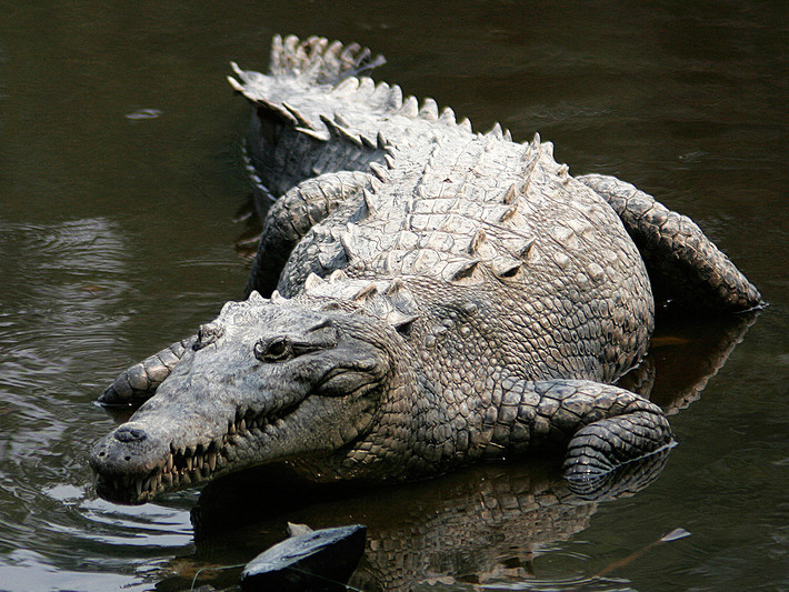Cá sấu Trung Mỹ (Crocodylus acutus) dài 4 mét, được ghi nhận từ Nam Mexico đến phía Bắc Nam Mỹ. Khẩu phần ăn của chúng đa dạng, với các loài cá chiếm tỉ lệ cao.