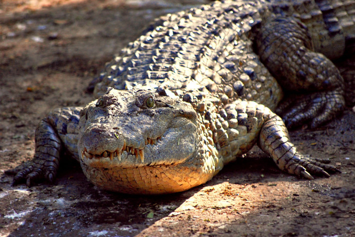 Cá sấu Philippine (Crocodylus mindorensis) dài 2,5 mét, là loài cá sấu đặc hữu ở các vùng đất thấp Philippine. Loài này chủ yếu ăn cá. Chúng được coi là loài đặc biệt nguy cấp từ năm 2008.
