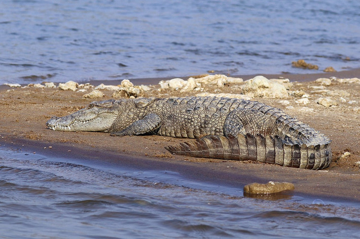Cá sấu đầm lầy hay cá sấu Ba Tư (Crocodylus palustris) dài 3 mét, được tìm thấy ở ở tiểu lục địa Ấn Độ và các quốc gia xung quanh. Chúng ăn cá, các loài bò sát khác và động vật có vú nhỏ như khỉ, bằng cách chờ con mồi đến bờ sông uống nước.