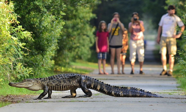 Cá sấu mõm rộng Mỹ (Alligator mississippiensis) dài 5 mét, phân bố ở Bắc Mỹ. Từng rơi vào tình trạng nguy cấp, loài cá sấu này đã phục hồi và trở nên phổ biến nhờ các nỗ lực bảo tồn. Chúng ăn chim, thú nhỏ và rùa.