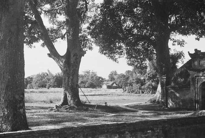 Các cây cổ thụ bên khuôn viên chùa Láng, Hà Nội năm 1952. Phía bên phải là cổng phụ của cánh cổng thứ ba.