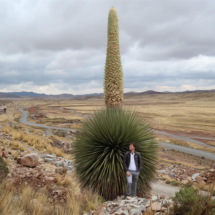 Dứa nữ hoàng Andes (Puya raimondii) cao 10 mét, phân bố ở miền trung dãu Andes. Đây là loài cây họ Dứa lớn nhất thế giới. Sau nhiều năm sinh trưởng, chúng chỉ mọc ra đúng một cụm hoa khổng lồ, rồi chết đi.