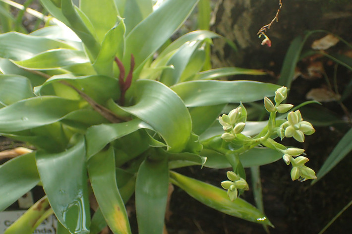 Dứa Catopsis floribunda dài 50 cm, phân bố từ bang Florida (Mỹ) đến Venezuela. Loài thực vật biểu sinh này phát triển trong quần xã sinh vật nhiệt đới, nơi chúng hấp thụ nước từ môi trường ẩm ướt.