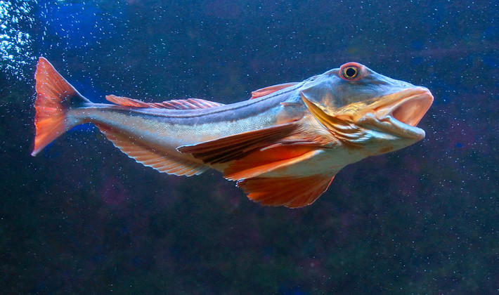 Cá chào mào vảy nhỏ (Chelidonichthys lucerna) dài 75cm, được ghi nhận ở Địa Trung Hải và nhiều vùng biển khác của châu Âu. Loài này di chuyển trên đáy biển nhờ ba tia linh động trên mỗi vây ngực. Chúng cũng có thể dùng vây để mò ra những động vật không xương sống đang lẩn trốn.