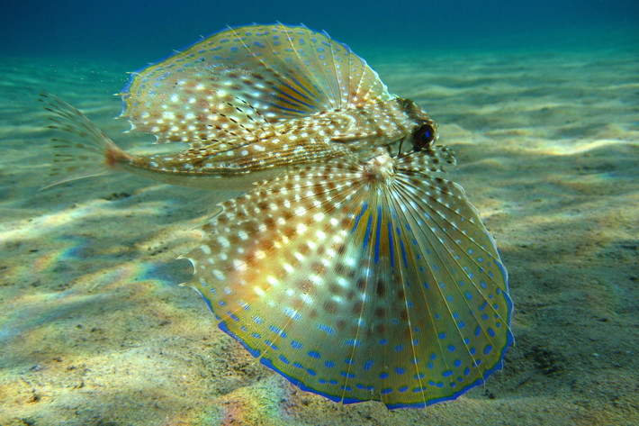 Cá chuồn đất (Dactylopterus volitans) dài 50cm, phân bố ở vùng biển Caribbean. Loài cá này sử dụng các vây ngực lớn giống quạt để "bay" trong nước. Chúng sẽ "cất cánh" bay lên từ đáy biển nếu bị quấy rầy.