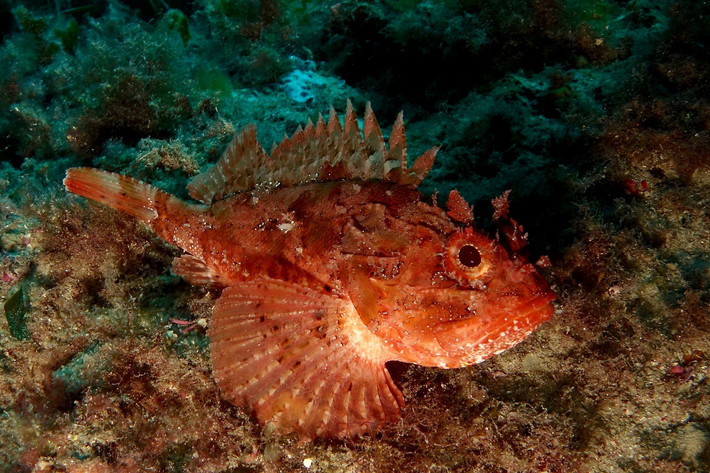 Cá mù làn vảy nhỏ (Scorpaena porcus) dài 37cm, phân bố ven bờ biển phía Nam châu Âu và phía Bắc châu Phi. Được ngụy trang khéo léo nhờ các vành da trên đầu và khả năng thay đổi màu sắc, loài cá này rất khó bị phát hiện khi bất động trên nền biển.