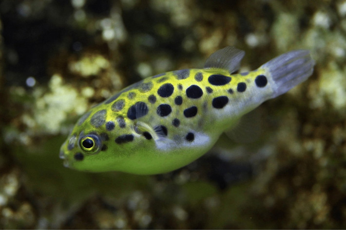 Cá nóc đốm xanh (Dichotomyctere nigroviridis) thuộc họ Cá nóc (Tetraodontidae), dài 15 cm, được tìm thấy ở các môi trường nước ngọt vùng ven biển hay nước lợ khắp Nam Á và Đông Nam Á. Loài này thường được bán trong các cửa hàng cá cảnh ở kích cỡ 2-3 cm.