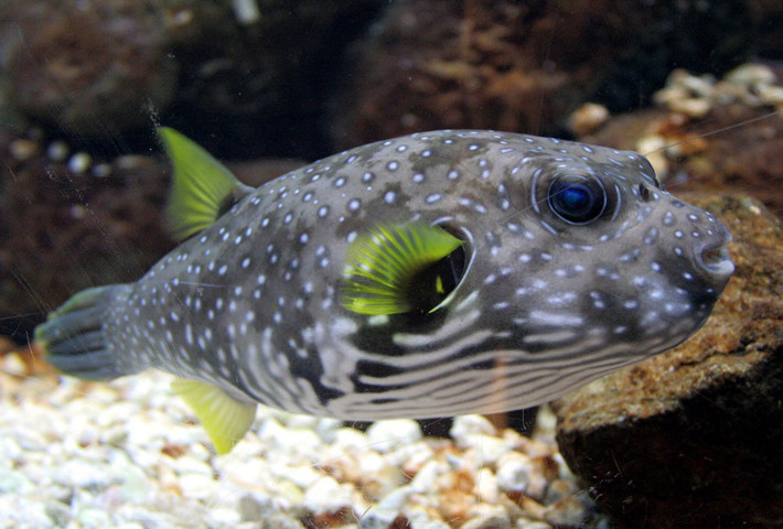 Cá nóc chuột vân bụng (Arothron hispidus) thuộc họ Cá nóc (Tetraodontidae), dài 50 cm, phân bố ở Ấn Độ Dương - Thái Bình Dương. Độc tố thần kinh trong da và nội tạng loài cá này độc đến mức làm chết người, có tác dụng xua đuổi các loài săn mồi. Dù vậy, chúng vẫn được dùng làm thực phẩm ở Nhật Bản.
