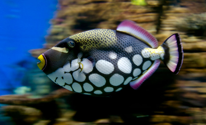 Cá bò bông bi (Balistoides conspicillum) thuộc họ Cá bò da (Balistidae), dài 50 cm, phân bố ở Ấn Độ Dương - Thái Bình Dương. Loài cá sống ở rạn san hô này khá hung dữ và có tập tính bảo vệ lãnh thổ cao. Khi gặp nguy hiểm, chúng chui vào các khe đá và dựng chiếc gai ở giữa lưng lên để phòng ngự.