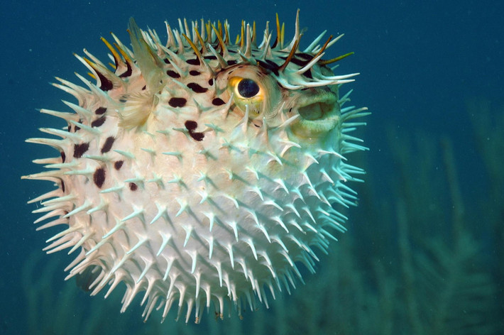Cá nóc nhím sáu vằn (Diodon holocanthus) thuộc họ Cá nóc nhím (Diodontidae), dài 50 cm, được ghi nhận ở các vùng biển nhiệt đới khắp thế giới. Loài cá này có thể hút nước vào để làm căng phồng cơ thể để biến thành quả bóng đầy gai - môt phương thức tự vệ rất hiệu quả.
