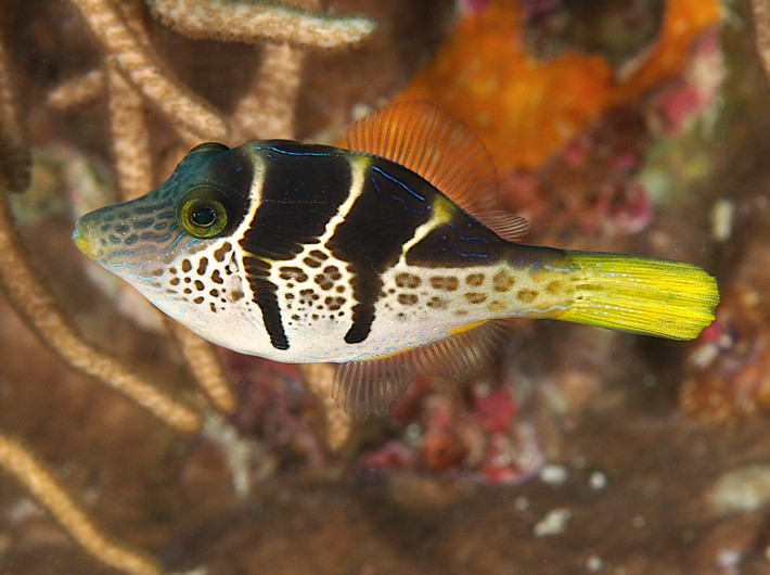 Cá bò yên ngựa (Paraluteres prionurus) thuộc họ Cá bò giấy (Monacanthidae), dài 11 cm, phân bố ở Ấn Độ Dương - Thái Bình Dương. Các loài động vật săn mồi thường tránh xa loài cá không có độc này vì trông chúng giống hệt cá nóc mũi nhọn Valentin (Canthigaster valentini) - đã đề cập ở trên.