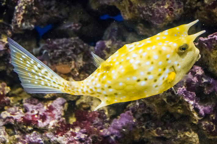 Cá nóc sừng đuôi dài (Lactoria cornuta) thuộc họ Cá nóc hòm (Ostraciidae), dài 40 cm, phân bố ở Ấn Độ Dương - Thái Bình Dương. Trên mắt loài cá này có cặp sừng đặc trưng. Sừng của chúng thường bị gãy do có cấu trúc gần như rỗng, nhưng có thể mọc lại trong vòng vài tháng.