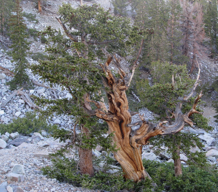 Thông Bristlecone phát triển rất tốt ở những nơi mà hầu hết các loài thực vật khác thậm chí không thể phát triển, chẳng hạn như trong dạng địa hình đất đá dolomite ở những khu vực hầu như không có mưa. Ảnh: Wikimedia Commons.
