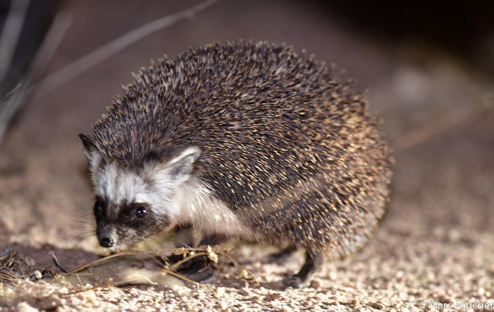 Nhím chuột sa mạc (Paraechinus aethiopicus) dài 14-28 cm, được ghi nhận ở Trung Đông và Bắc Phi. Loài này miễn dịch với nọc độc của rắn và bọ cạp - nguồn thức ăn chính của chúng.