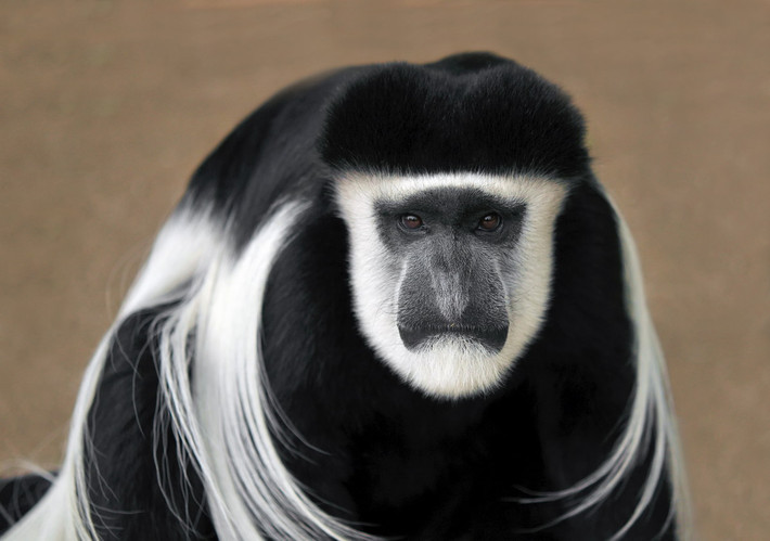 Khỉ áo đen trắng (Colobus guereza) dài 45-72 cm, phân bố rộng ở các khu rừng nhiệt đới ẩm Trung và Đông Phi. Chúng có hai dải lông dài màu trắng dọc hai bên lưng, khuôn mặt cũng có viền lông màu trắng.