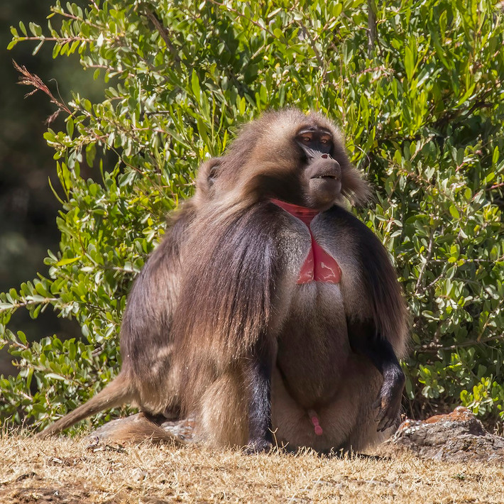 Khỉ đầu chó ngực đỏ (Theropithecus gelada) dài 50-74 cm, sống trên đồng cỏ cao nguyên Angola. Loài linh trưởng ăn cỏ này có mảng da trụi lông màu đỏ đặc trưng ở ngực.