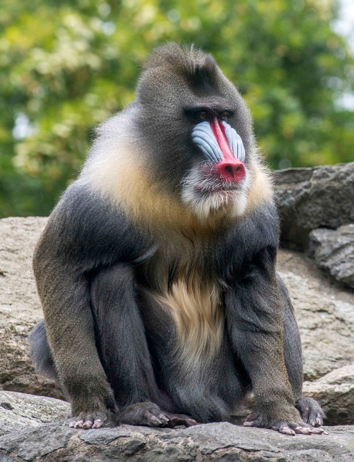 Khỉ mặt chó (Mandrillus sphinx) dài 63-81 cm, phân bố ở các rừng mưa miền Tây của Trung Phi. Loài này có các mảng da xẻ rãnh đặc trưng trên mặt, có màu rực rỡ ở con đực trưởng thành.