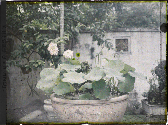 Chậu trồng sen trắng.