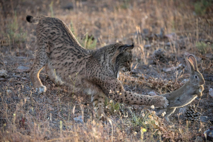 Con mồi của chúng chủ yếu là thỏ châu Âu (Oryctolagus cuniculus). Ngoài ra linh miêu Iberia cũng ăn gà gô chân đỏ (Alectoris rufa), các loài gặm nhấm và đôi khi là cả động vật móng guốc cỡ nhỏ. Ảnh: Joel Sartore.