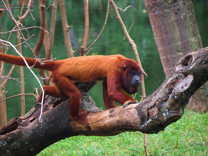 Khỉ rú đỏ Venezuela (Alouatta seniculus) dài 48-63 cm, được ghi nhận ở phía Tây lưu vực Amazon thuộc lãnh thổ Venezuela, Colombia, Ecuador, Peru, Bolivia và Brasil. Các loài khỉ rú có thể tạo ra tiếng hú nghe thấy được ở khoảng cách vài km.