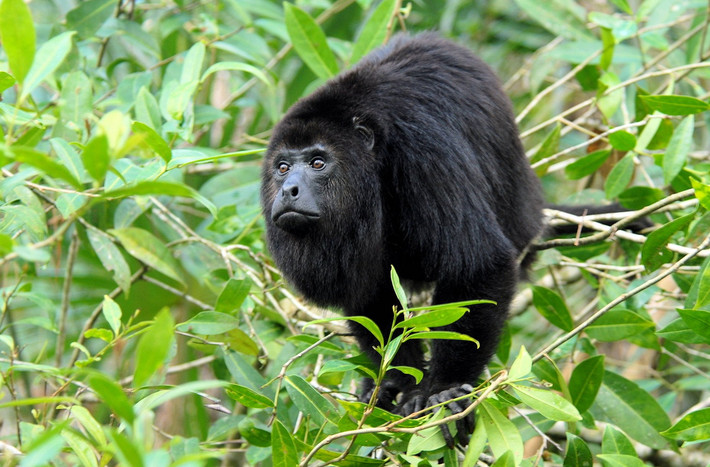 Khỉ rú đen Guatemala (Alouatta pigra) dài 51-70 cm, phân bố ở bán đảo Yucâtn ở Mexico, Belize và Guatemala. Loài khỉ này hình thành các nhóm với số lượng tới 11 cá thể.