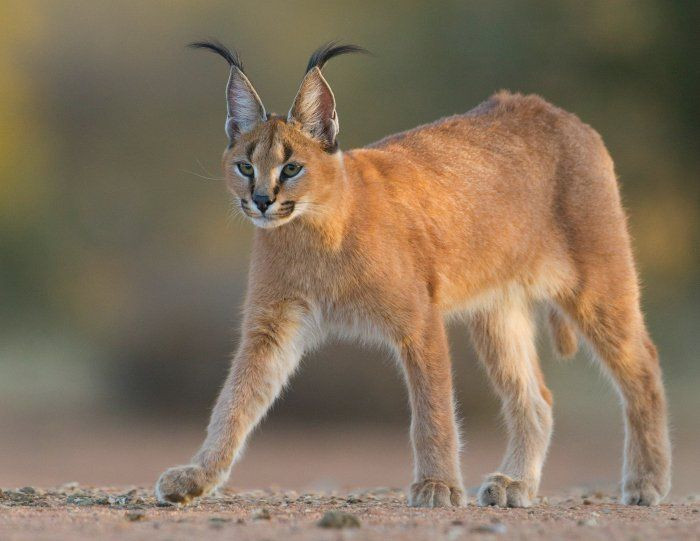 Linh miêu tai đen (Caracal caracal). Kích thước: Dài 70-85 cm. Vùng phân bố: Nam sa mạc Sahara và một số khu vực ở Bắc Phi. Tình trạng bảo tồn: Ít quan tâm.