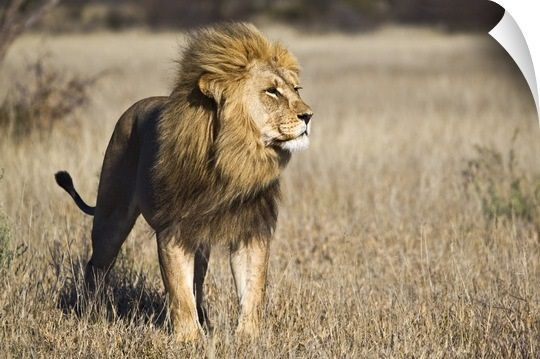 Sư tử (Panthera leo). Kích thước: Dài 1,6-2,5 mét. Vùng phân bố: Hầu khắp khu vực phía Nam sa mạc Sahara. Tình trạng bảo tồn: Sắp nguy cấp.