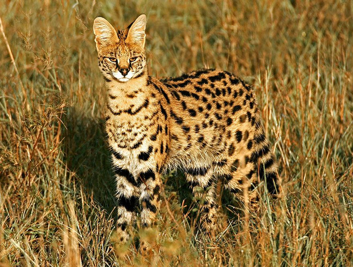 Linh miêu đồng cỏ (Leptailurus serval). Kích thước: Dài 75-90 cm. Vùng phân bố: Các sinh cảnh đồng cỏ hầu khắp châu Phi. Tình trạng bảo tồn: Ít quan tâm.