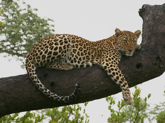 Báo hoa mai (Panthera pardus). Kích thước: Dài 0,9-1,9 mét. Vùng phân bố: Hầu khắp khu vực phía Nam sa mạc Sahara. . Tình trạng bảo tồn: Sắp nguy cấp.