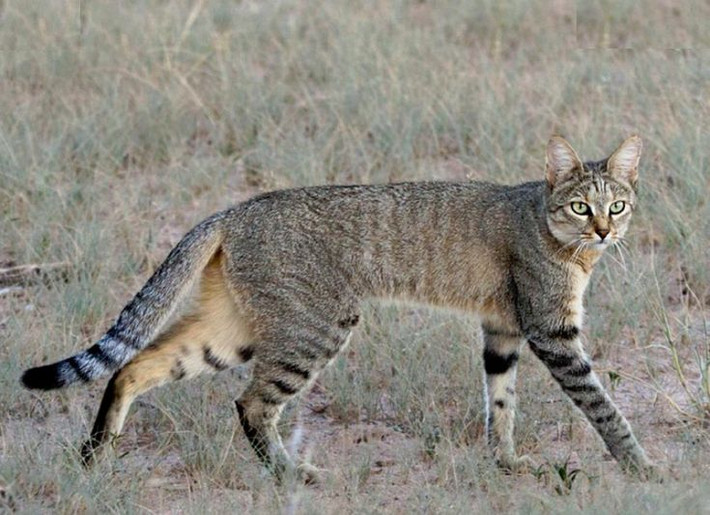 Mèo rừng châu Phi (Felis lybica). Kích thước: Dài 30-35 cm. Vùng phân bố: Các sinh cảnh đa dạng trên khắp châu Phi. Tình trạng bảo tồn: Ít quan tâm.