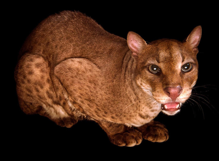 Beo vàng châu Phi (Caracal aurata). Kích thước: Dài 70-85 cm. Vùng phân bố: Vùng phân bố: Từ Senegal đến Cộng hòa Trung Phi, Kenya và xa về phía Nam đến Bắc Angola. Tình trạng bảo tồn: Sắp nguy cấp.