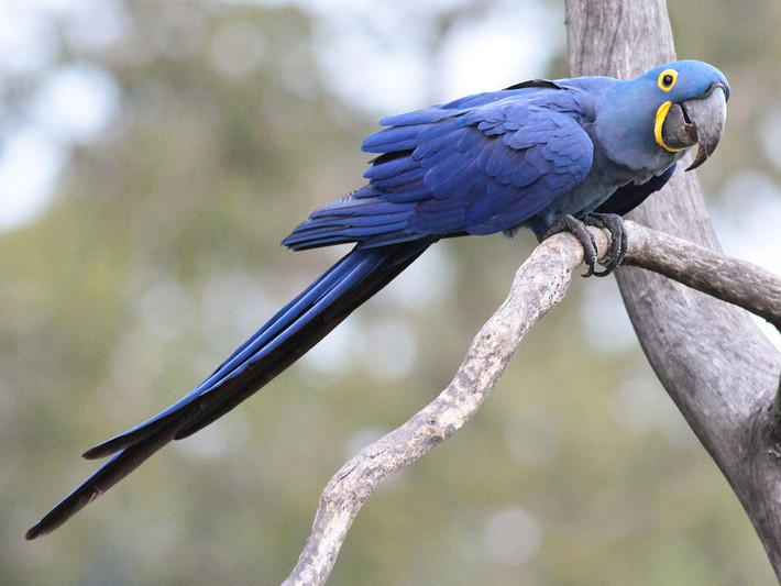 Vẹt tím đuôi dài (Anodorhynchus hyacinthinus) dài 1 mét, được ghi nhận ở Brazil. Không giống các làoi vẹt đuôi khác, loài vẹt lớn này có mảng da mặt tiêu giảm thành một vòng quanh mắt, tương tự các loài thuộc chi Aratinga.