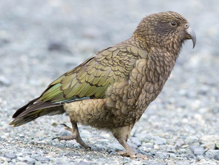 Vẹt sơn cước (Nestor notabilis) dài 48 cm, sống ở vùng núi cao New Zealand. Là loài năn tạp, loài vẹt này ăn cả xác chết và chim hải âu non. Chúng thuộc một nhóm vẹt cổ xưa, có mối liên hệ với vẹt cú.