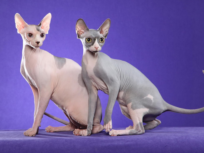 Trái với vẻ ngoài xấu xí, mèo Sphynx được đánh giá là rất thân thiện, hiếu động và cực kỳ thông minh.